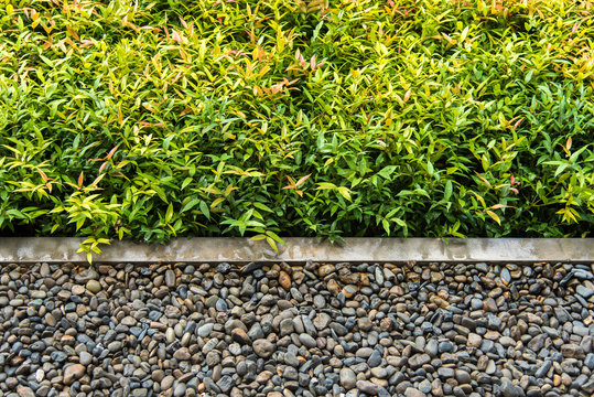 concrete edge seperate between shrub and pebble
