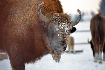 european bison outdoor in winter