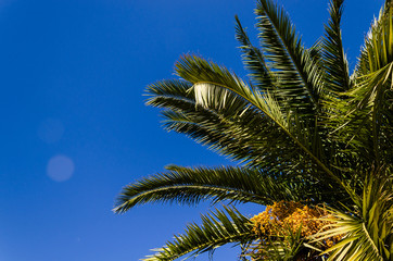 Fototapeta na wymiar vacation feelings, palm tree over a blue clear sky