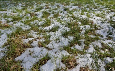 Grass peeking out through the first snow fall of winter