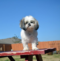 Smirky Shih Tzu/Shih Tzu Dog standing on a picnic table with a funny smirk on its face