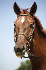 Head shot of a sportive chestnut saddle horse
