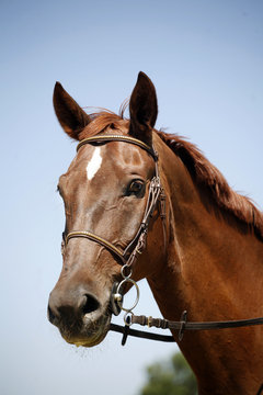 Close up of a young thoroughbred chestnut stallion against blue sky background summer time