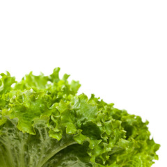 Fresh Green Lettuce Salad Isolated. Selective focus.