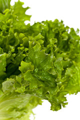 Fresh Green Lettuce Salad Isolated. Selective focus.