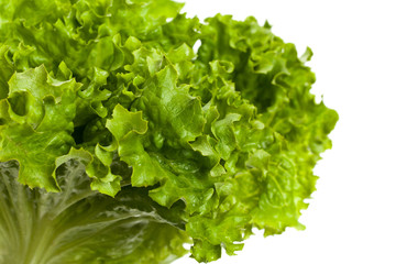 Fresh Green Lettuce Salad Isolated. Selective focus.