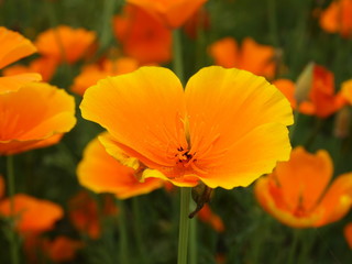 Naklejka premium 黄色のポピー