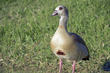 Egyptian goose, sacred bird