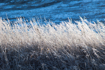 cat tail grass in the winter theme
