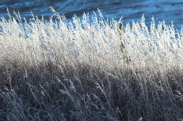 cat tail grass in the winter theme
