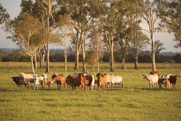 Deurstickers Koe Cows in the paddock during the day in Queensland