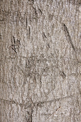 The bark of the tree as a background