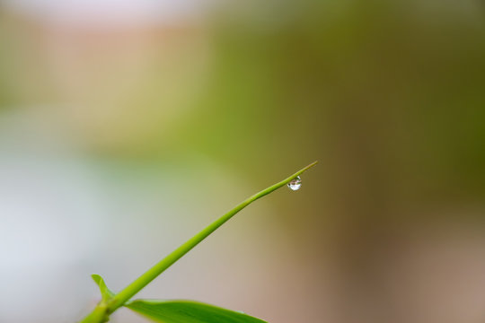 Dew drops on bamboo leave
