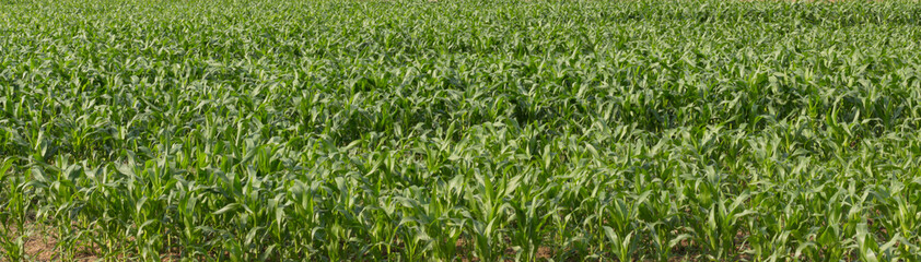 Garden fresh green corn in the time line.