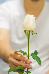 A man is giving white rose. Photo is focus at the rose