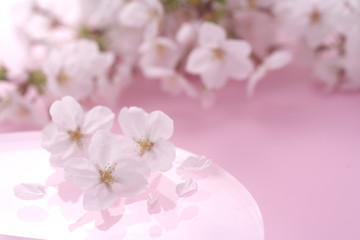 Fototapeta premium 桜のイメージ