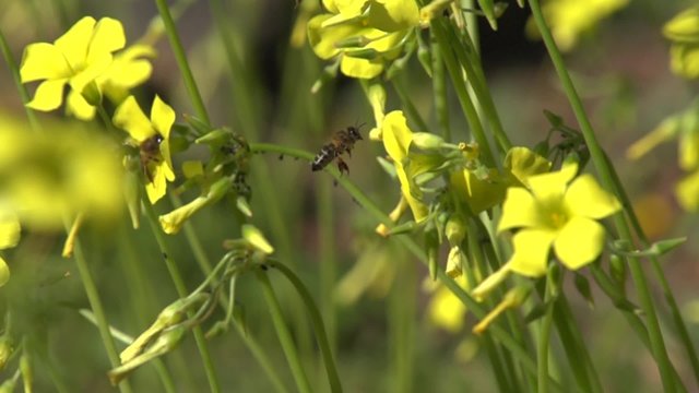 Flying worker bee collects nectar. Slow mo.