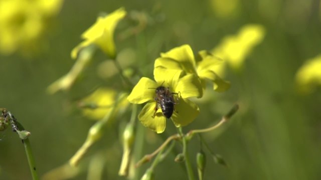 Flying worker bee collects nectar. Slow mo.