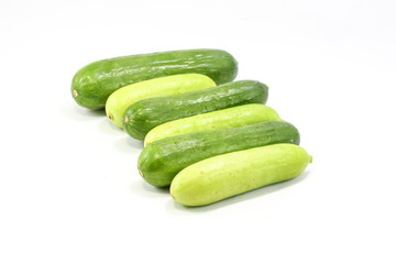 Cucumber Cucumis sativus