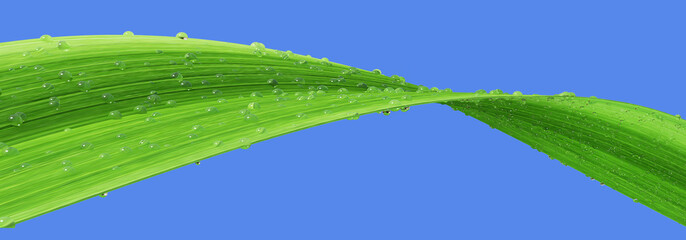 Grass in drops of dew isolated