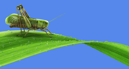 Grasshopper on the grass isolated