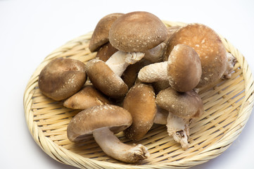 食用のきのこ