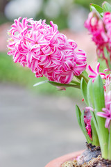 Close up shot of fresh pink hyacinth flowers