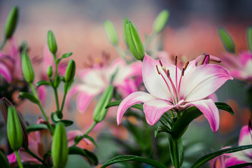Fototapeta premium Lilies Flowers Bouquet