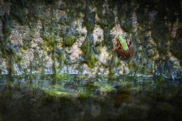 Frog on alga