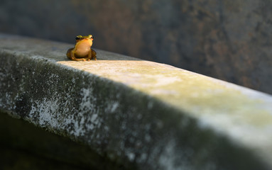 small green grog sitting