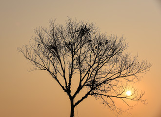 dry tree silhouette with sunset