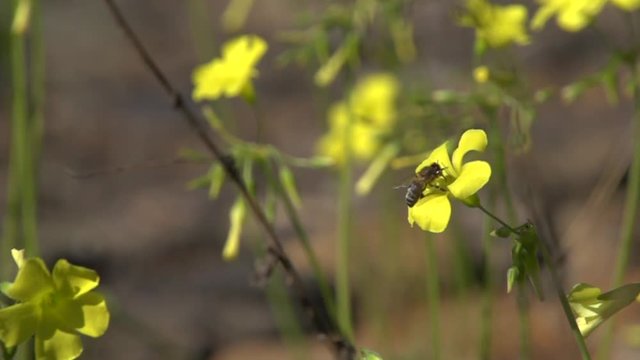 Flying worker bee collects nectar. Slow mo.