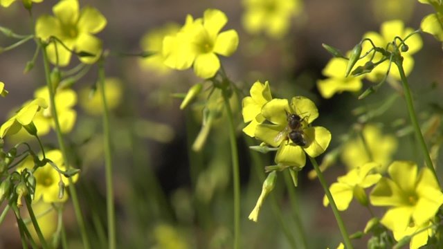 Flying worker bee collects nectar. Slow mo.
