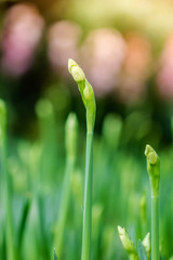 narcissus flowers