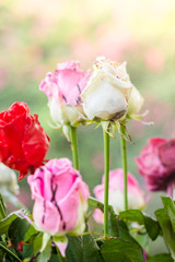 colored roses with chocolate and sweets