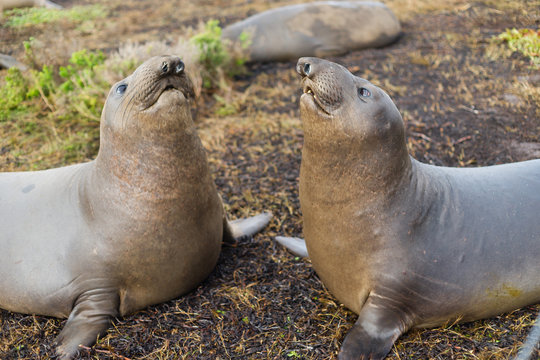 Two Female Elephant Seals Play Pacific Coast California USA