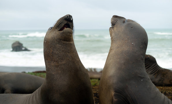 Two Female Elephant Seals Play Pacific Coast California USA