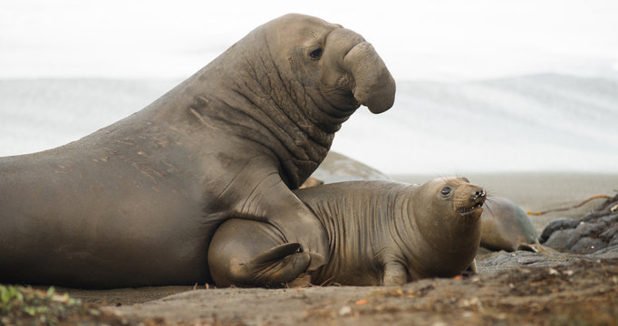 Large Elephant Seal Male Chooses Female During Mating Season