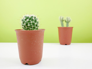 The little green cactus in small brown plant pot on white table for home decoration.