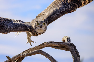 Fototapeta premium Great horned Owl