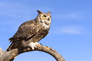 Great Horned Owl