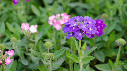 verbena (verbenas or vervains ) blooming in garden