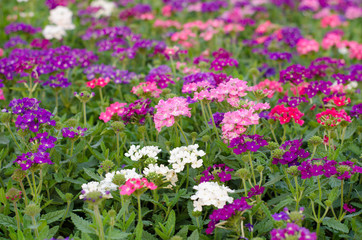 verbena (verbenas or vervains ) blooming in garden