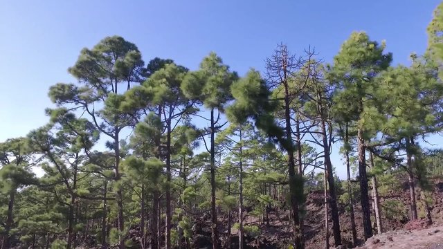 Blue sky through the trees