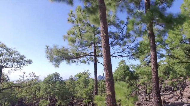 Blue sky through the trees