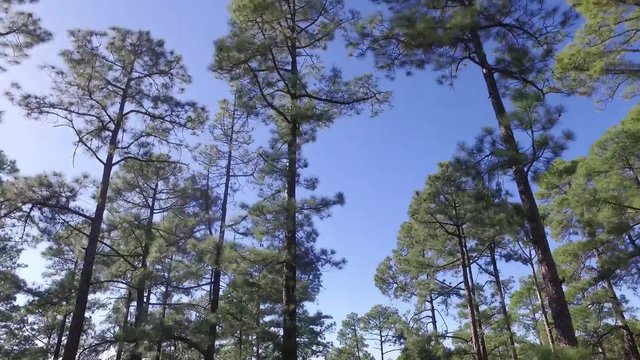 Blue sky through the trees