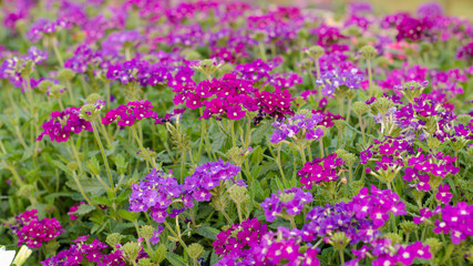 verbena (verbenas or vervains ) blooming in garden