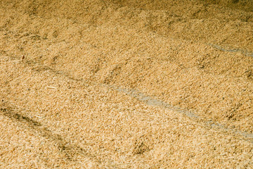 A bulk of paddy rice.