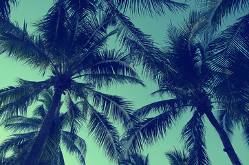 Fototapeta premium Vintage Palms trees