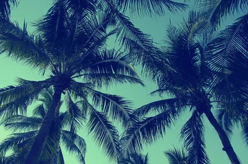 Crédence de cuisine en verre imprimé Palmier Vintage Palms trees